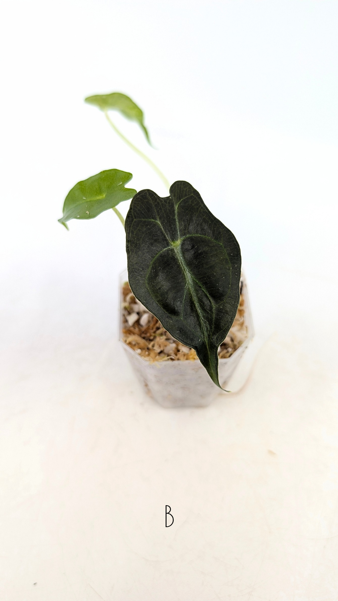 Alocasia Venom — The Leaf Gallery アロカシア ヴェノム Alocasia